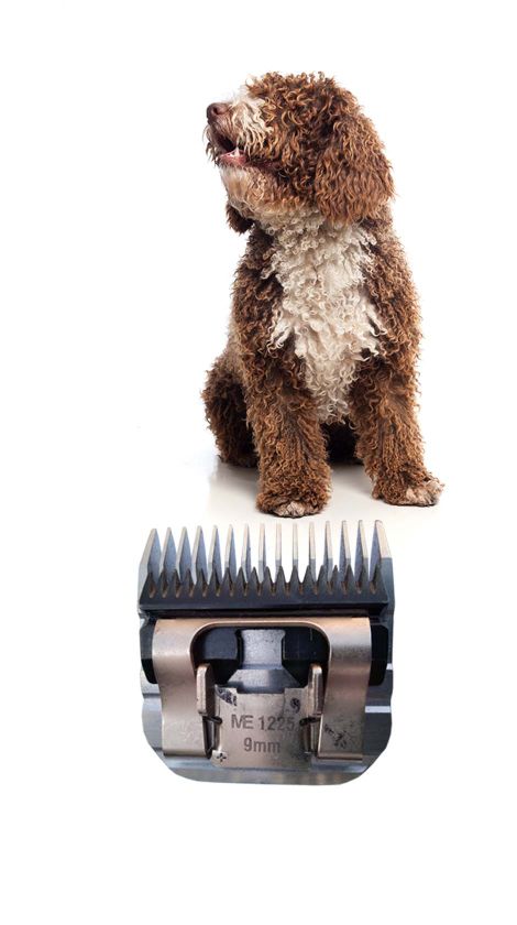 Oštrenje mašinica, brijača i makaza za šišanje pasa